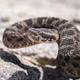 Image for article titled Woman liberates a motherfuckin’ snake from a motherfuckin’ Bud Light can